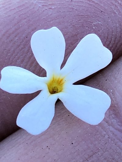 Jamesbrittenia argentea, photographed by Dave U