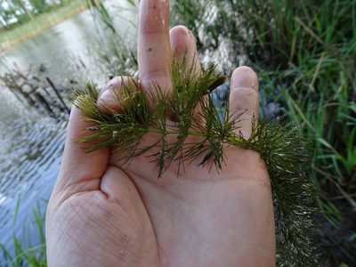 Ceratophyllum submersum, photographed by Grzegorz Grzejszczak