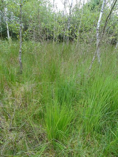Molinia arundinacea, photographed by Grzegorz Grzejszczak