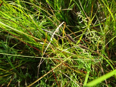 Carex nigra, photographed by Grzegorz Grzejszczak