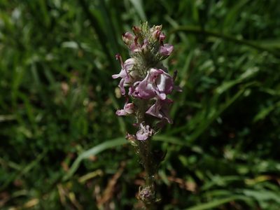 Pedicularis attollens, photographed by joergmlpts