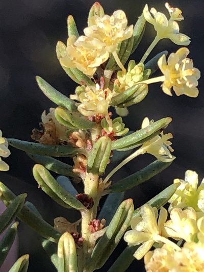 Clutia polifolia, photographed by Dave U