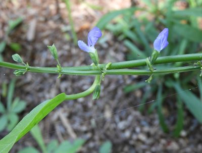 Salvia languidula, photographed by Francisco Farriols Sarabia