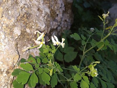 Pseudo-fumaria alba, photographed by Julien Renoult