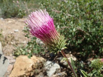 Cirsium andersonii, photographed by joergmlpts