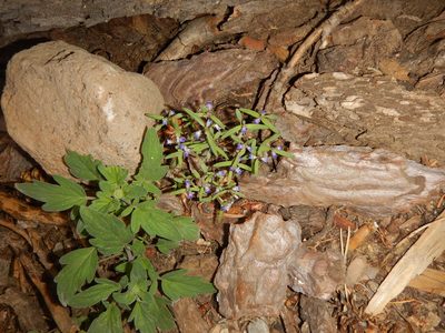 Collinsia torreyi, photographed by stinger