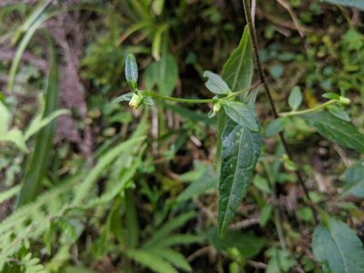 Carpesium divaricatum, photographed by Cheng-Te Hsu
