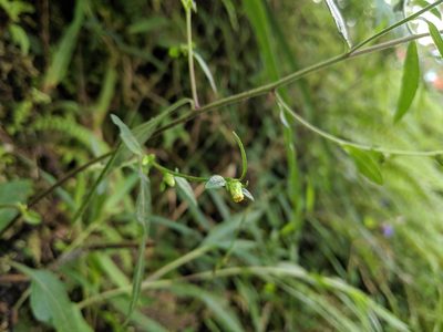Carpesium divaricatum, photographed by Cheng-Te Hsu