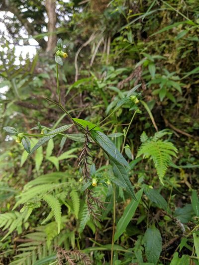 Carpesium divaricatum, photographed by Cheng-Te Hsu