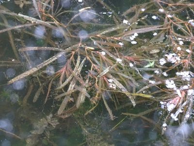 Potamogeton obtusifolius, photographed by Grzegorz Grzejszczak