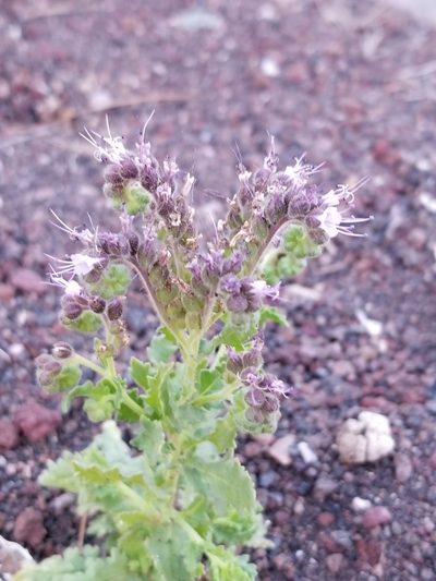 Phacelia serrata, photographed by Rod