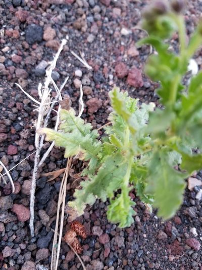 Phacelia serrata, photographed by Rod