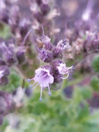 Phacelia serrata, photographed by Rod