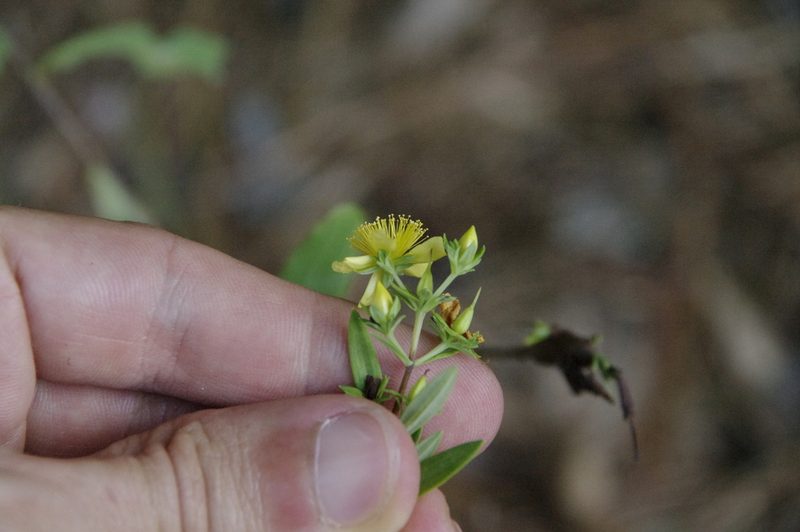Hypericum lobocarpum, photographed by Eric Knight