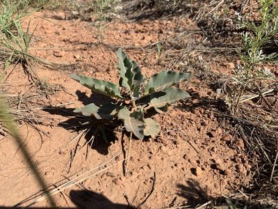 Asclepias nyctaginifolia, photographed by Brad Grimm