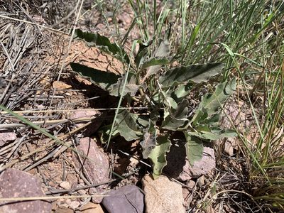 Asclepias nyctaginifolia, photographed by Brad Grimm