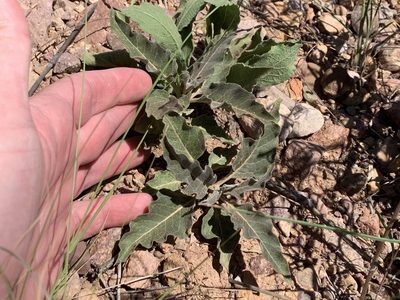 Asclepias nyctaginifolia, photographed by Brad Grimm