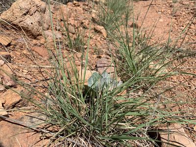 Asclepias nummularia, photographed by Brad Grimm