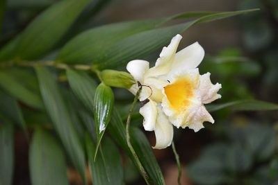 Sobralia xantholeuca, photographed by Neptalí Ramírez Marcial