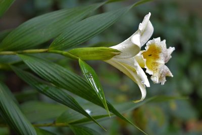 Sobralia xantholeuca, photographed by Neptalí Ramírez Marcial