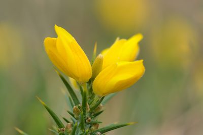 Ulex gallii, photographed by Gilles San Martin