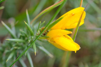 Ulex gallii, photographed by Gilles San Martin