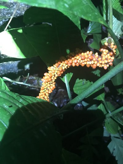 Anthurium brownii, photographed by greatest_auk