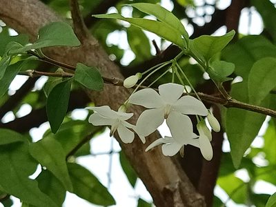 Wrightia religiosa, photographed by Ong Jyh Seng