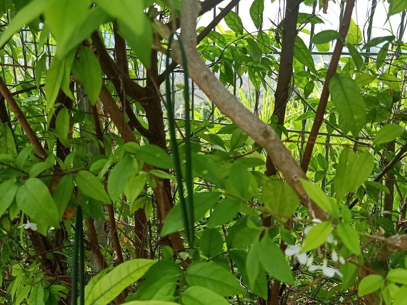 Wrightia religiosa, photographed by Ong Jyh Seng