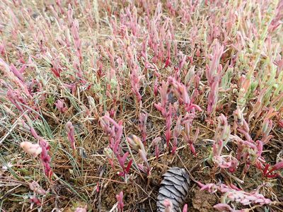Salicornia rubra, photographed by Suzanne Carriere