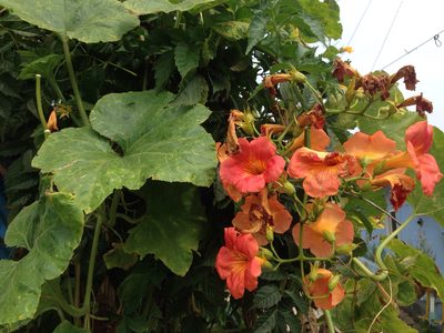Campsis grandiflora, photographed by Kim, Hyun-tae