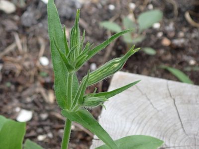 Silene noctiflora, photographed by Mary Krieger