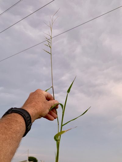 Eriochloa acuminata, photographed by CK2AZ