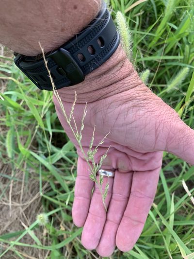 Eriochloa acuminata, photographed by CK2AZ