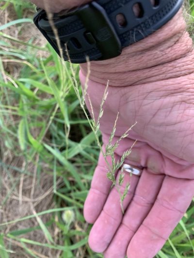 Eriochloa acuminata, photographed by CK2AZ