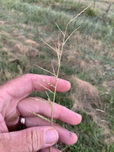 Eriochloa acuminata, photographed by CK2AZ