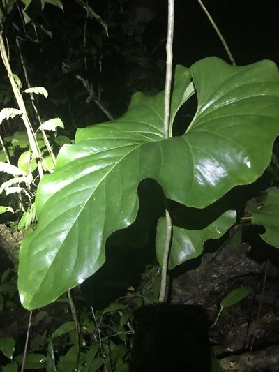 Anthurium brownii, photographed by greatest_auk