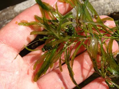 Potamogeton obtusifolius, photographed by Grzegorz Grzejszczak