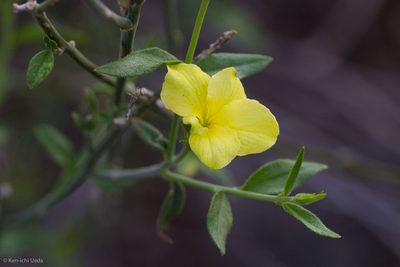 Haplophyton crooksii, photographed by Ken-ichi Ueda