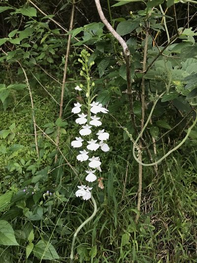 Habenaria plantaginea, photographed by Prashanth N S