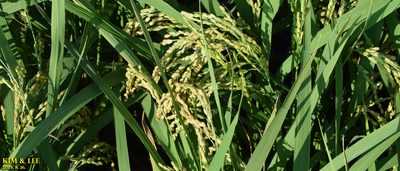 Oryza sativa, photographed by Kim, Hyun-tae