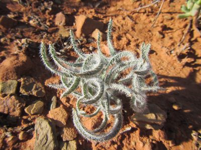 Gethyllis villosa, photographed by douglaseustonbrown