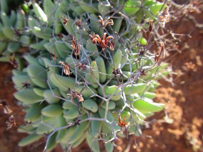 Tylecodon reticulatus, photographed by douglaseustonbrown