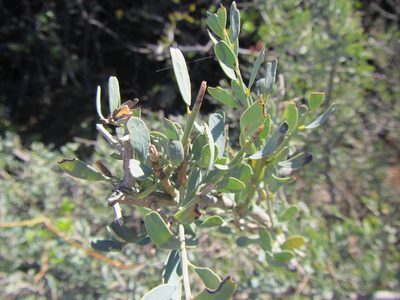 Antizoma miersiana, photographed by douglaseustonbrown