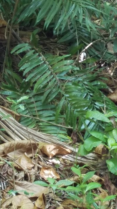 Zamia pumila, photographed by Yolanda M. Leon