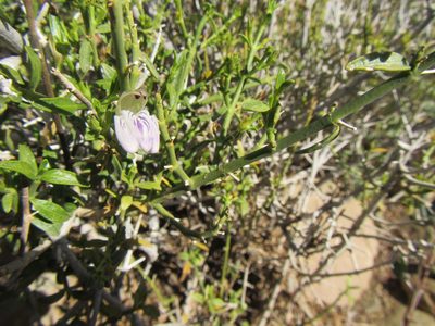 Pogonospermum patulum, photographed by douglaseustonbrown