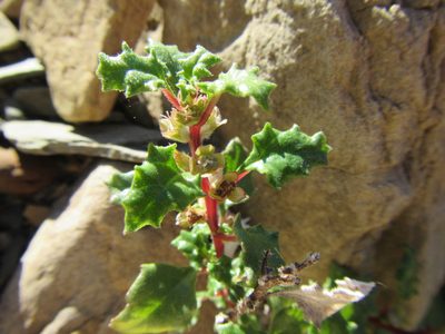 Forsskaolea candida, photographed by douglaseustonbrown