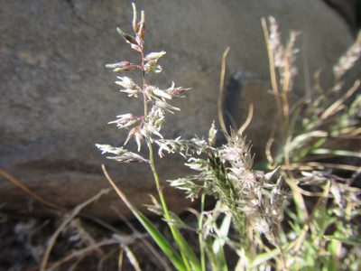 Enneapogon scaber, photographed by douglaseustonbrown