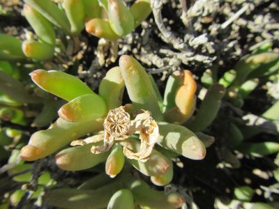 Malephora crassa, photographed by douglaseustonbrown