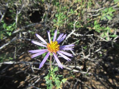 Felicia brevifolia, photographed by douglaseustonbrown